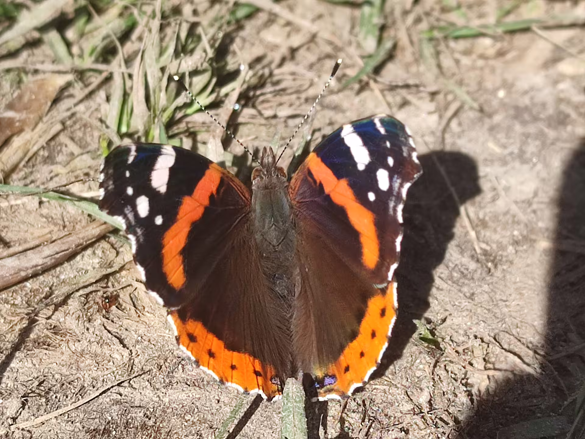 Red Admiral butterfly with open wings resting on ground during Piatra Craiului hike
