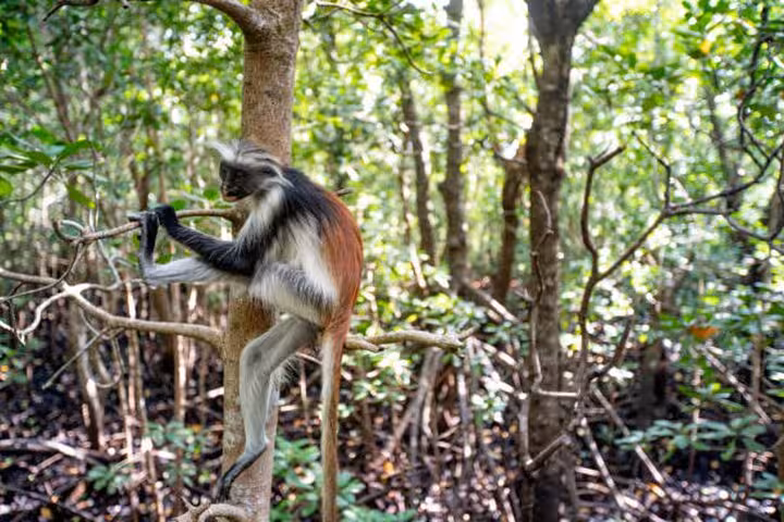Red colobus monkey perched in the lush greenery of Jozani Forest, a highlight of the Zanzibar nature tour.