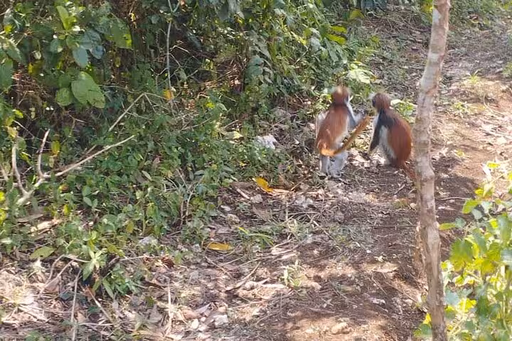 Pair of red colobus monkeys playing near a path in Jozani Forest, showcasing Zanzibar's unique wildlife.