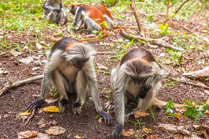 Pair of red colobus monkeys exploring the ground in Jozani Forest, showcasing Zanzibar's unique wildlife.