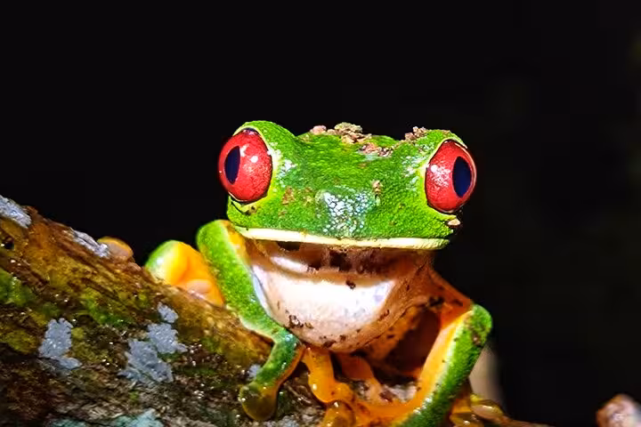 Red-eyed tree frog perched on a branch during Manuel Antonio Jungle Night Tour, displaying vibrant amphibian life.