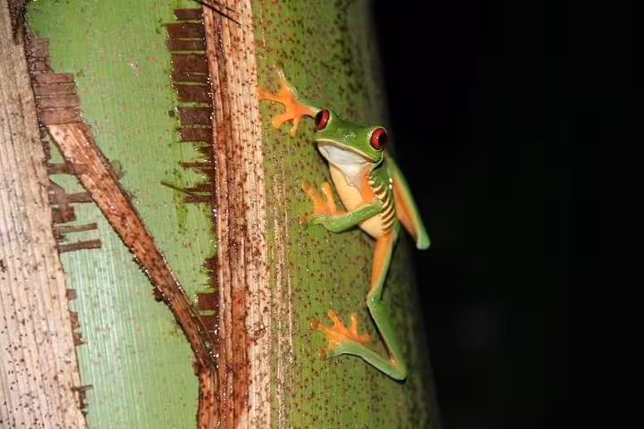 Vibrant red-eyed tree frog perched on a lush green tree in Manuel Antonio during a jungle night tour.