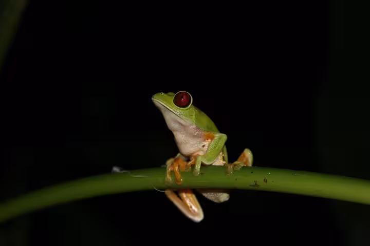 Vibrant red-eyed tree frog perched on a branch, captured on the Manuel Antonio Jungle Night Tour.