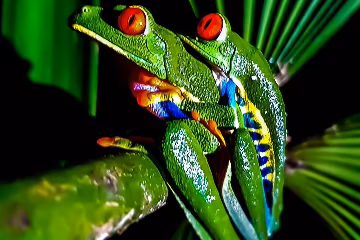 Two red-eyed tree frogs perch on a branch, highlighting the colorful wildlife of Rio Celeste Nature Night Walk in Costa Rica.