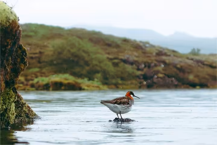 Red-necked phalarope wading in shallow water at Westfjords bird sanctuary, Iceland