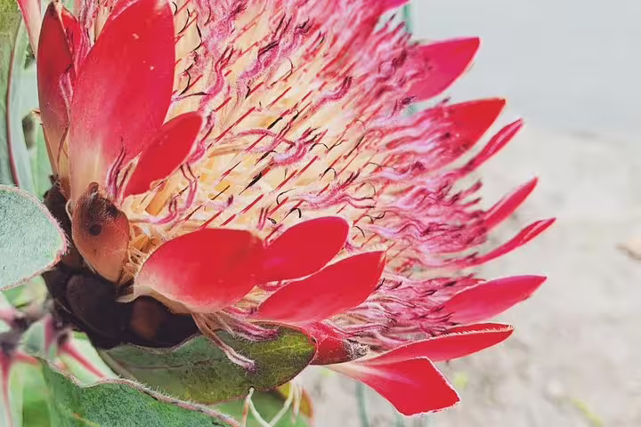 Close-up of a vibrant red protea flower in Kirstenbosch Gardens, a highlight of the Cape Town botanical experience.