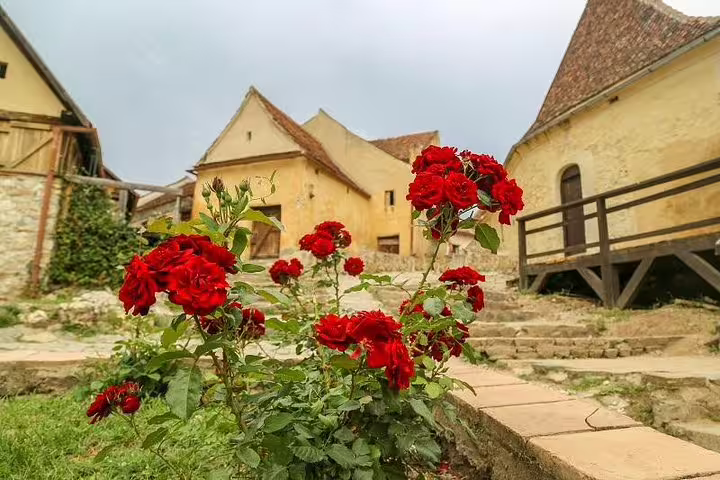 Red roses blooming in a historic courtyard with medieval stone buildings in Transylvania, Romania