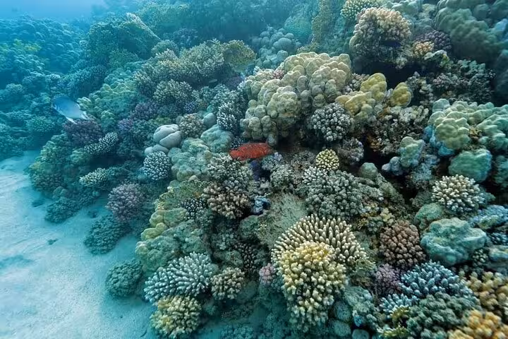 Healthy Red Sea coral garden at Dolphin House near Hurghada, ideal snorkeling on swim with dolphins tour with lunch