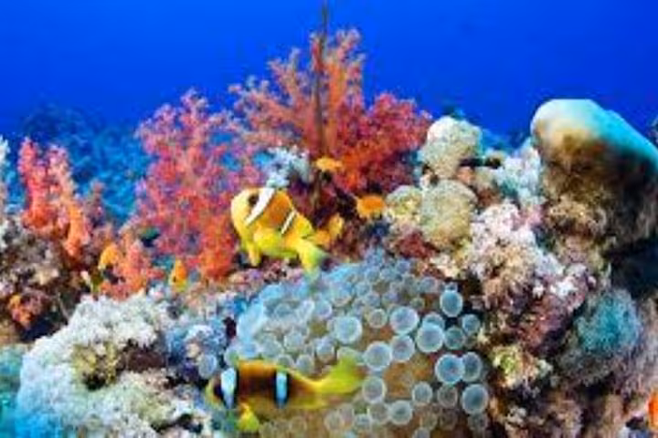 Colorful Red Sea coral reef in Hurghada with clownfish, seen on a scuba diving sea trip with lunch and transfer