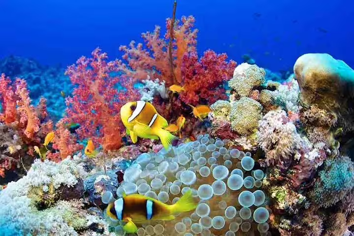 Colorful Red Sea coral reef with clownfish, snorkeling day trip to Sataya Dolphin House from Marsa Alam