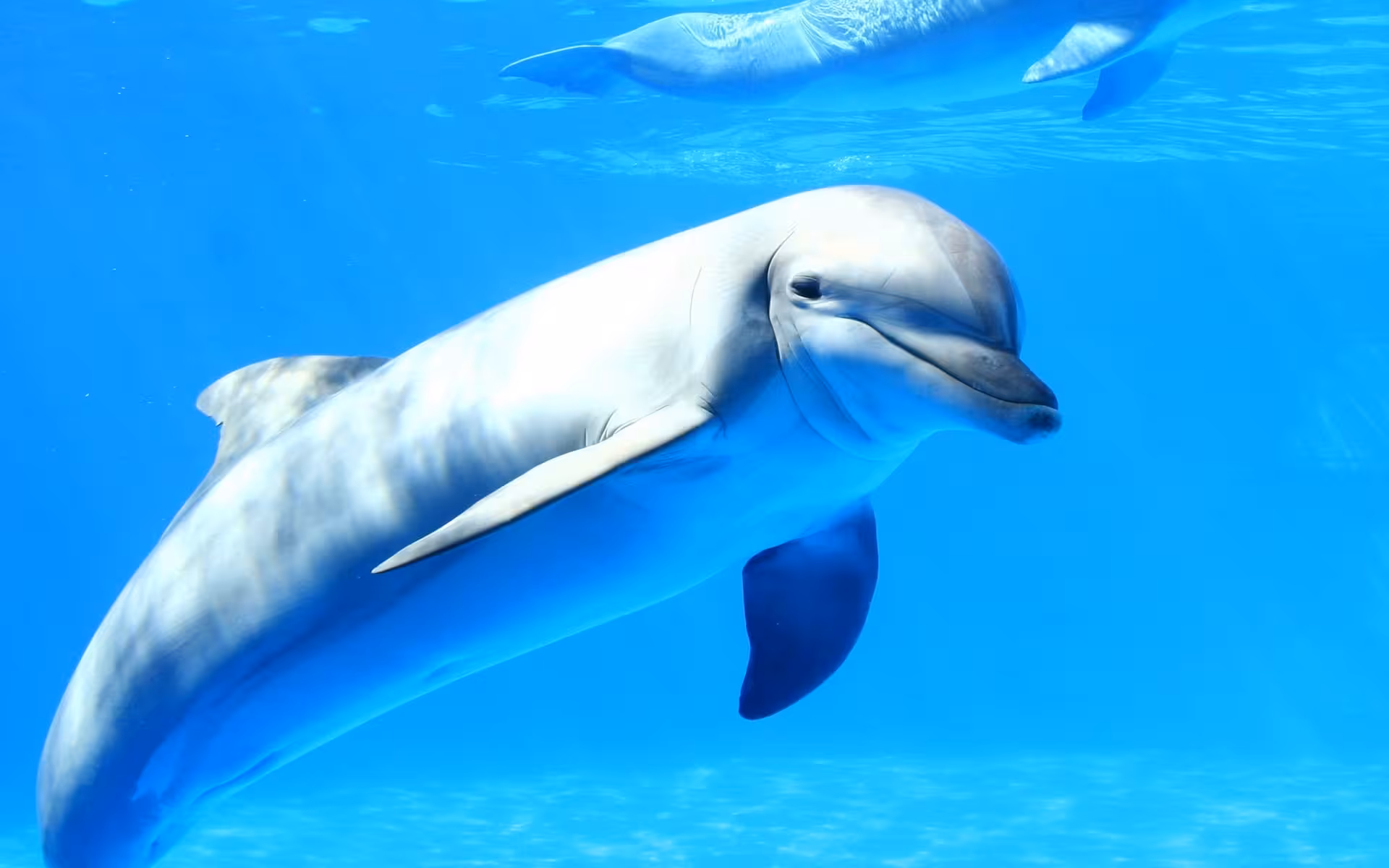 Close-up of a Red Sea dolphin in clear blue water, a highlight of the Hurghada Eden Island snorkeling tour