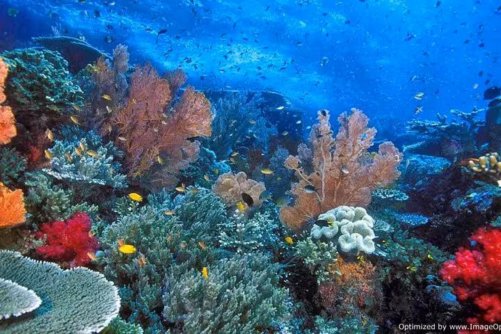 Vibrant Red Sea reef with tropical fish on private boat trip from Hurghada to Sahl Hasheesh and Safaga