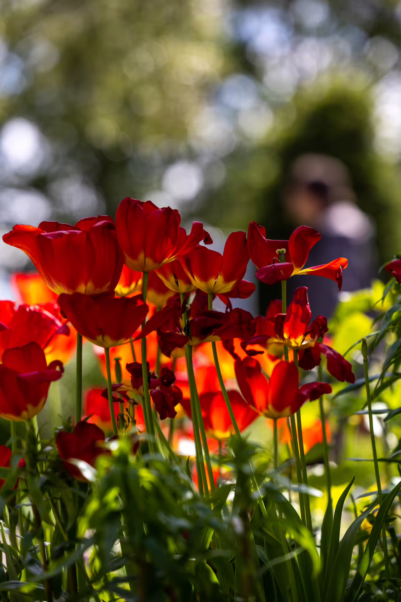 Vibrant red tulips in bloom at Akureyri Botanical Gardens with a visitor in the background