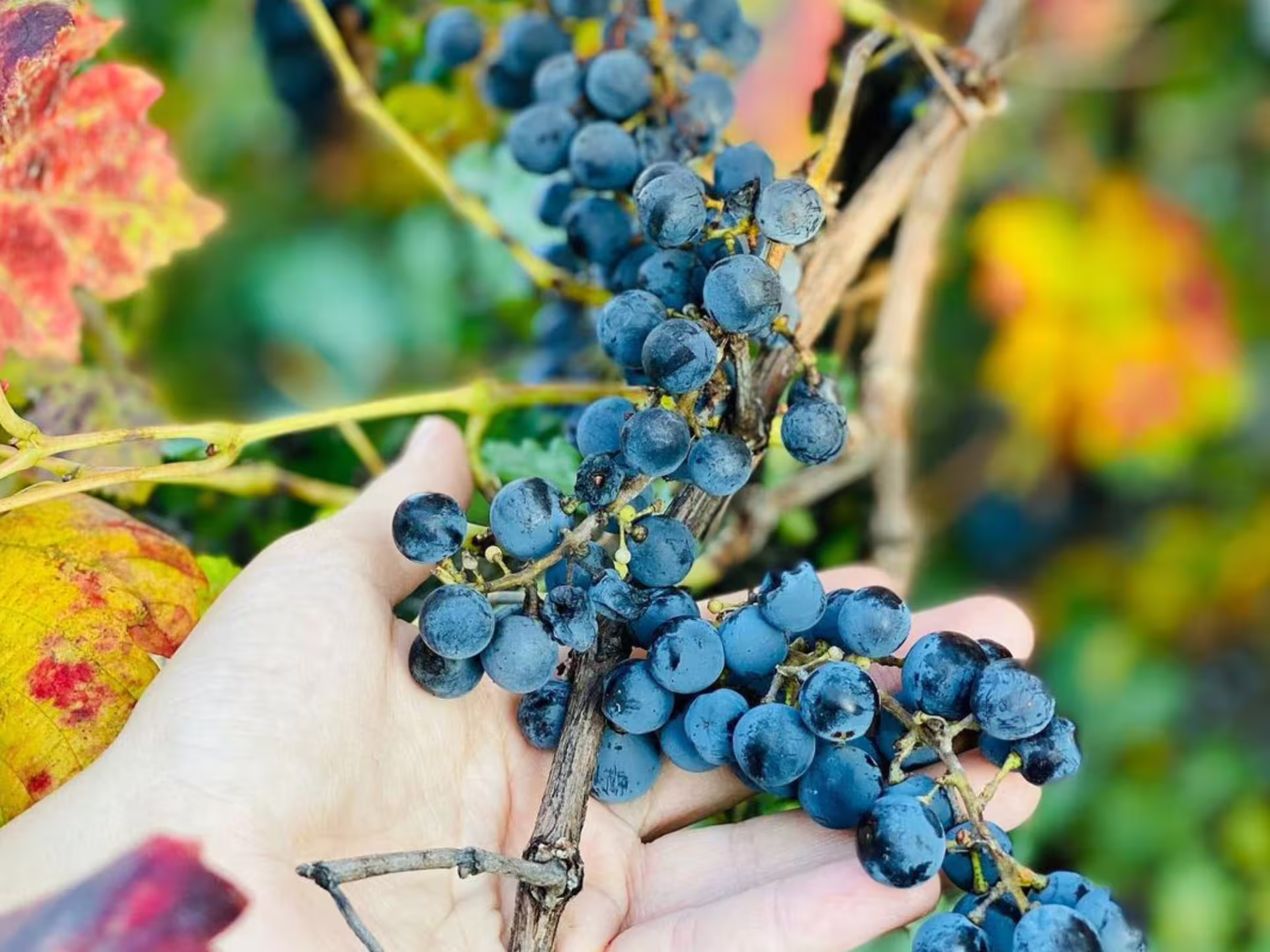 Hand holding ripe red wine grapes on the vine during a boutique winery tour and tasting near Bologna