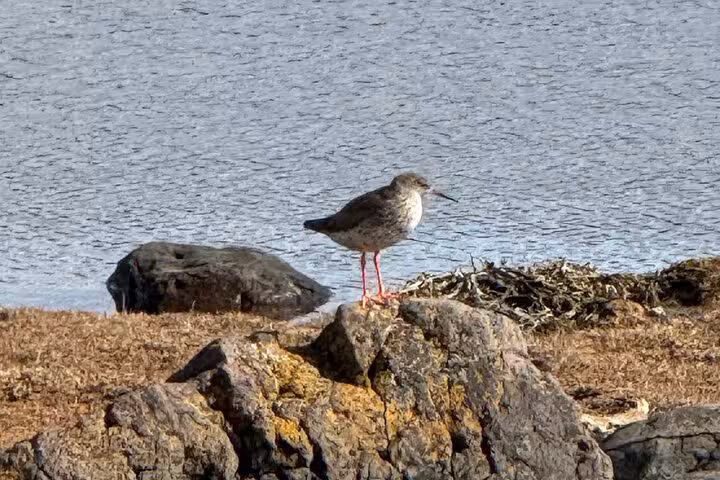 Redshank shorebird with bright red legs standing on coastal rocks near water in Westfjords Iceland