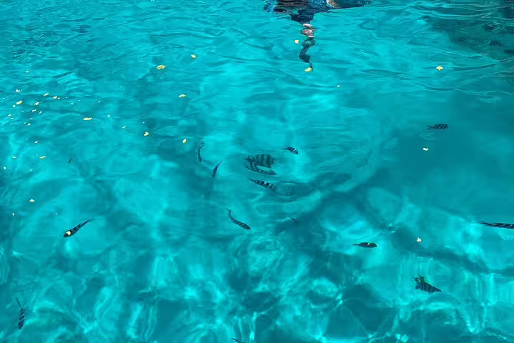 Colorful fish swimming in vibrant blue waters during a fish feeding session on a Reef Safari snorkeling tour.