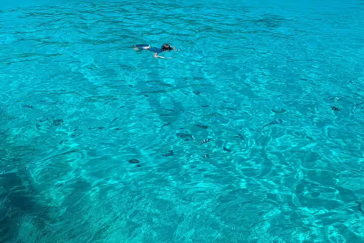 Snorkeler exploring vibrant marine life in crystal-clear waters on the Reef Safari snorkeling adventure.