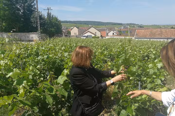 Women examining grapevines in a Champagne region vineyard near Reims with village rooftops in background