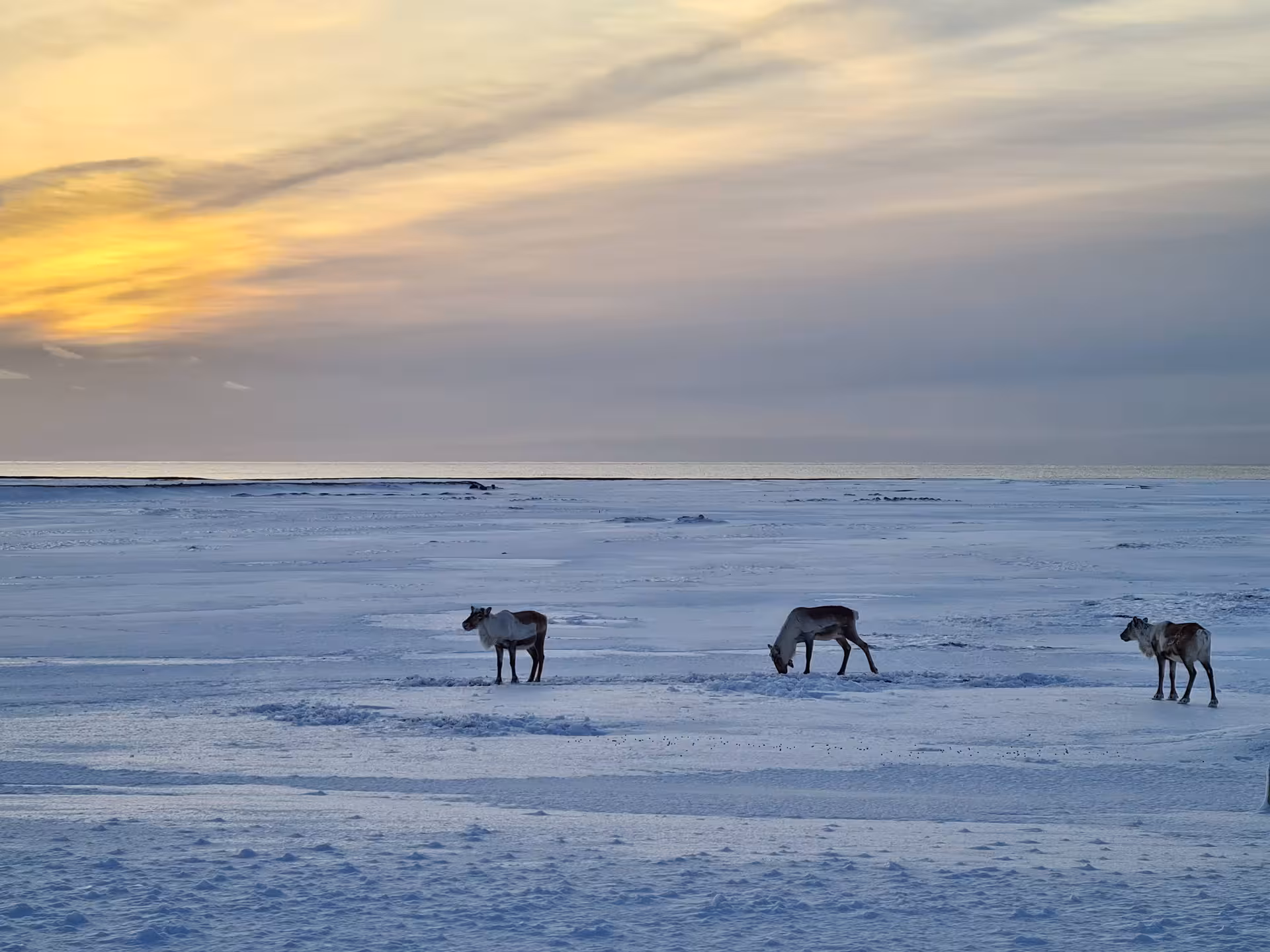 Three reindeer grazing on a snowy Arctic tundra landscape at sunset in Iceland