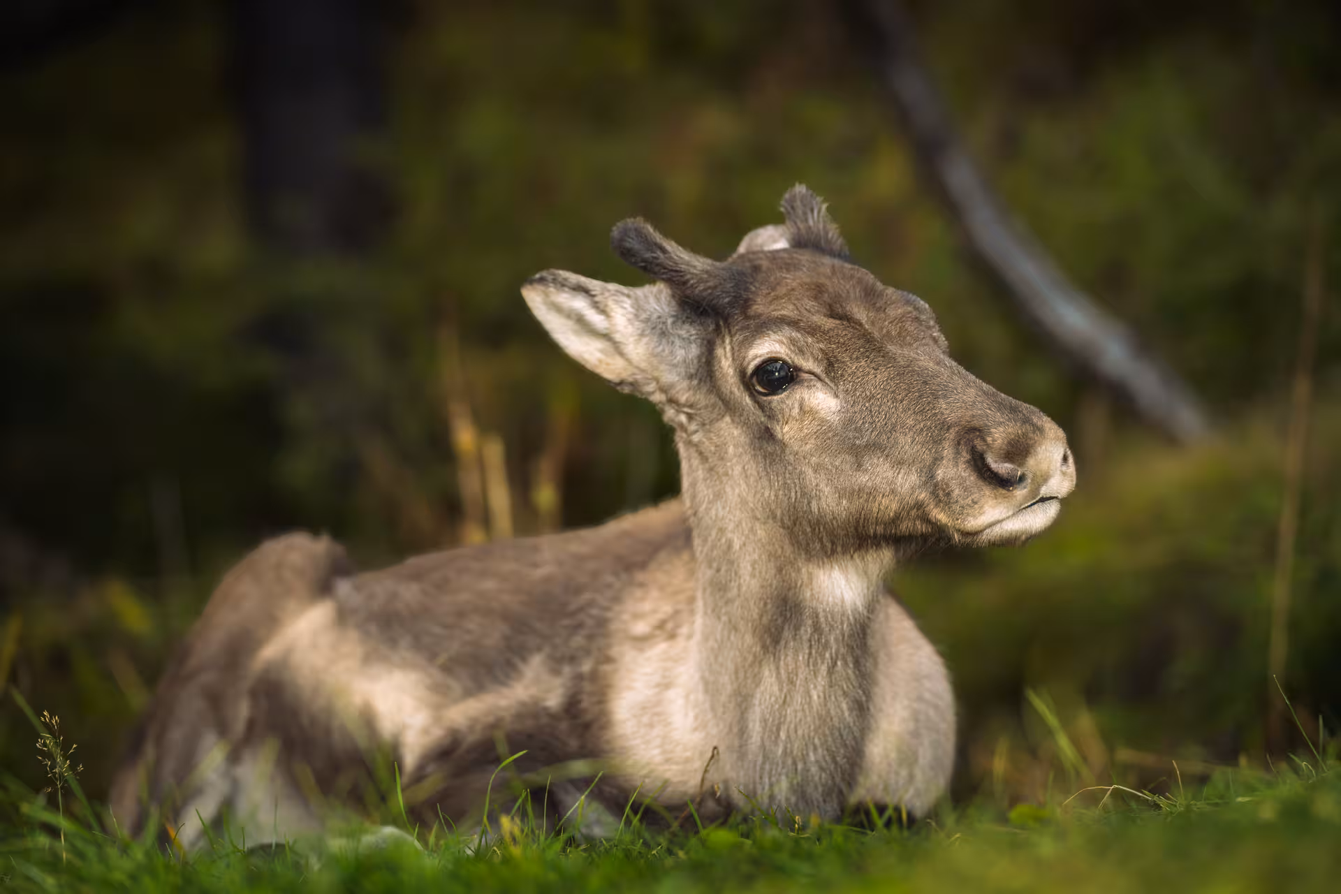Young reindeer calf resting on green grass in the Eastfjords of Iceland