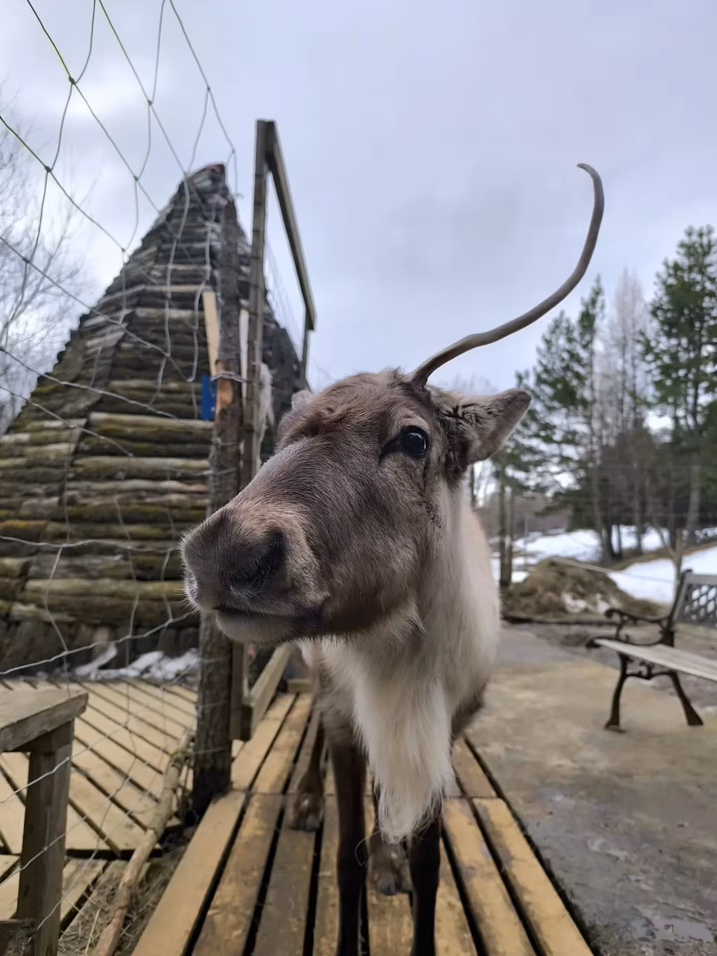 Close-up of a reindeer with a single antler on a wooden platform in a snowy Eastfjords setting