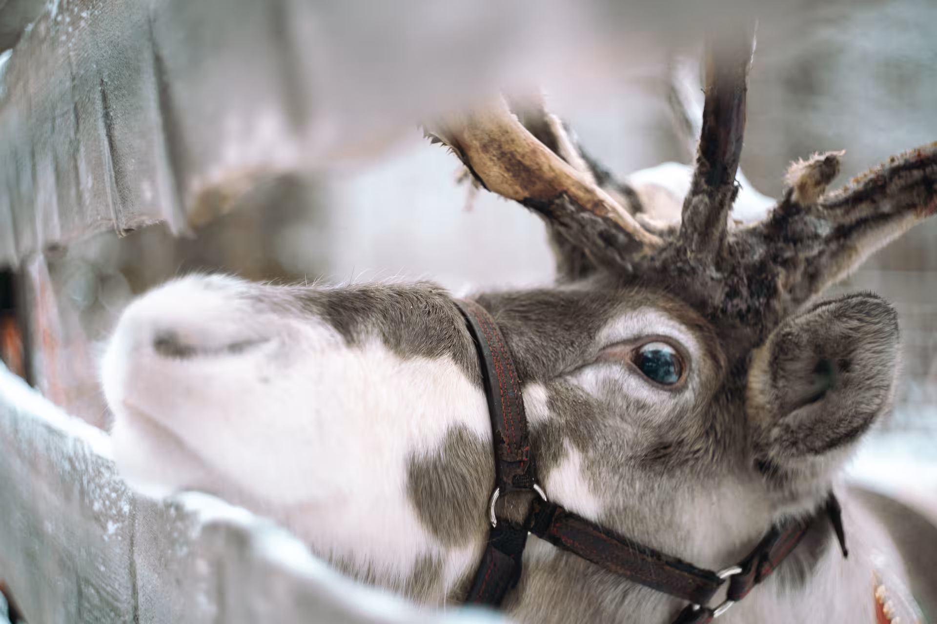 Close-up of a reindeer at a snowy farm, showcasing its majestic antlers and serene expression during a farm visit.