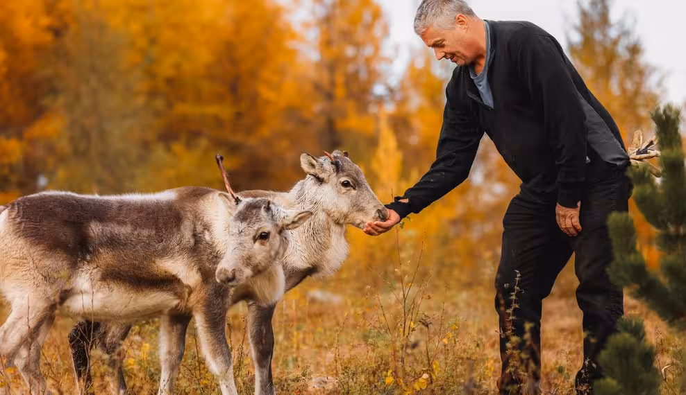 Man hand-feeding two young reindeer calves in a colorful autumn forest in the Eastfjords of Iceland