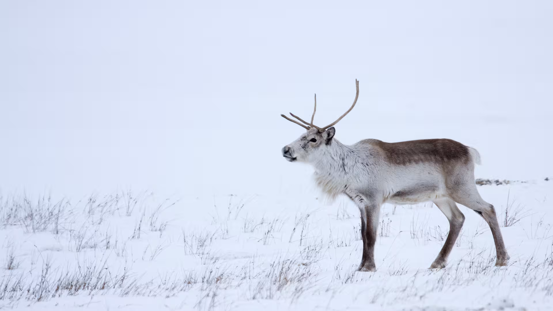 Reindeer standing on snowy Iceland plain during Glacier Lagoon private rally car adventure wildlife stop