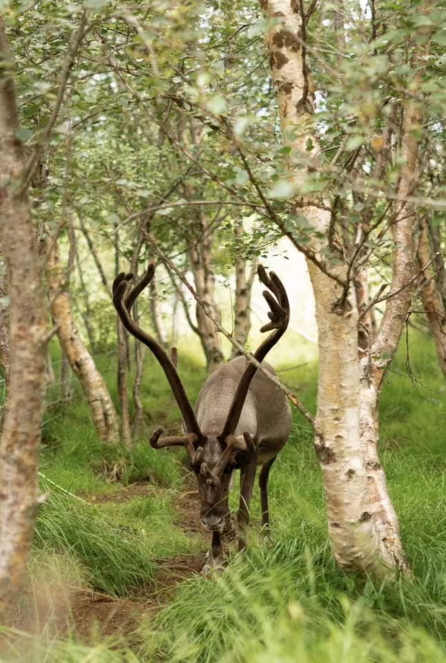 Reindeer with large antlers grazing among birch trees in East Iceland wilderness