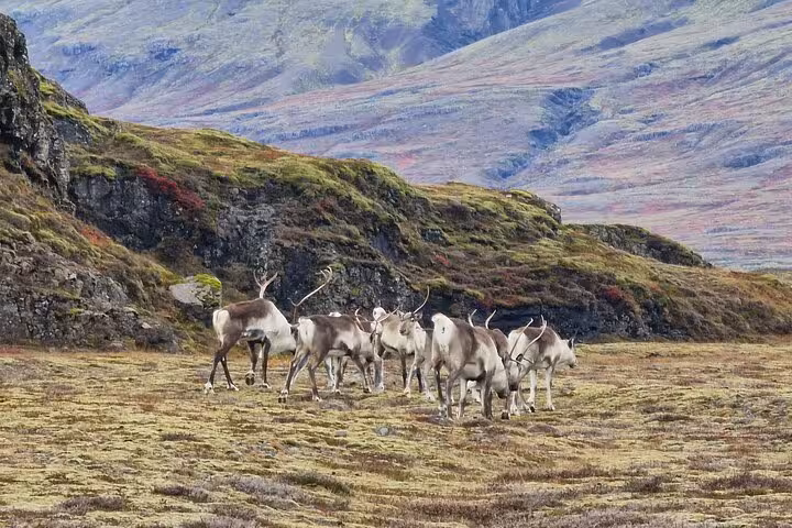 Herd of reindeer grazing on tundra with colorful mossy mountains in Southeast Iceland