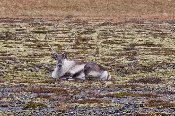 Reindeer resting on mossy tundra landscape in Southeast Iceland