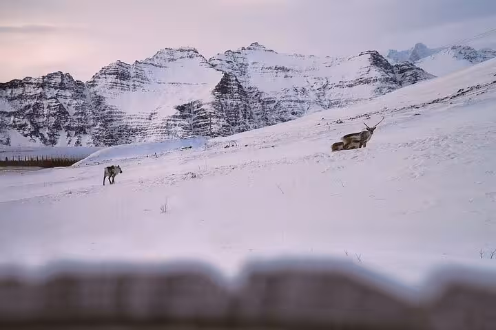 Reindeer grazing on snowy hillside with dramatic snow-capped mountains on Iceland's South Coast