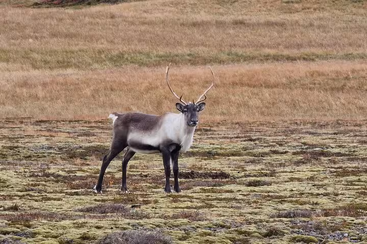 Reindeer standing in tundra landscape of Southeast Iceland