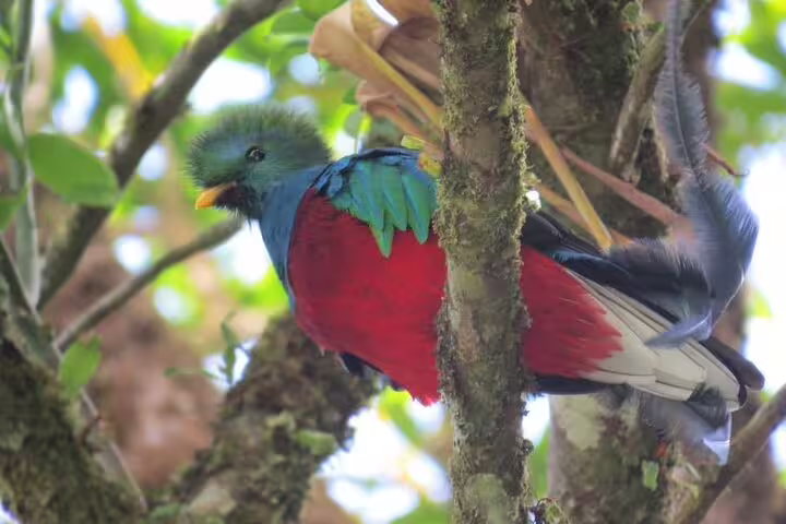 Witness the stunning Resplendent Quetzal in its natural habitat on the Cloud Forest & Curi-Cancha BirdWatching tour.