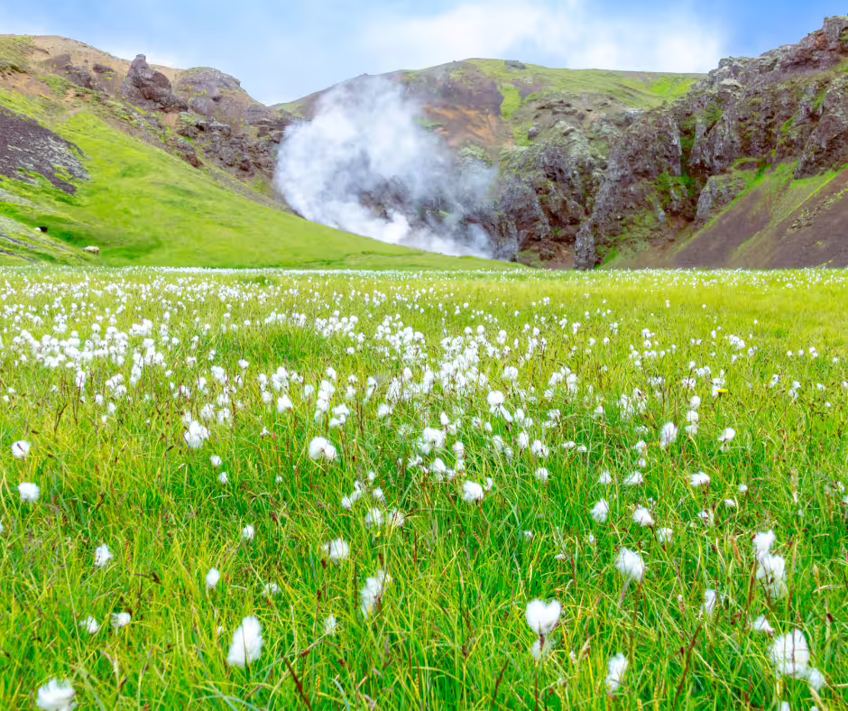 Cotton grass meadow with geothermal steam rising in Reykjadalur valley, Iceland