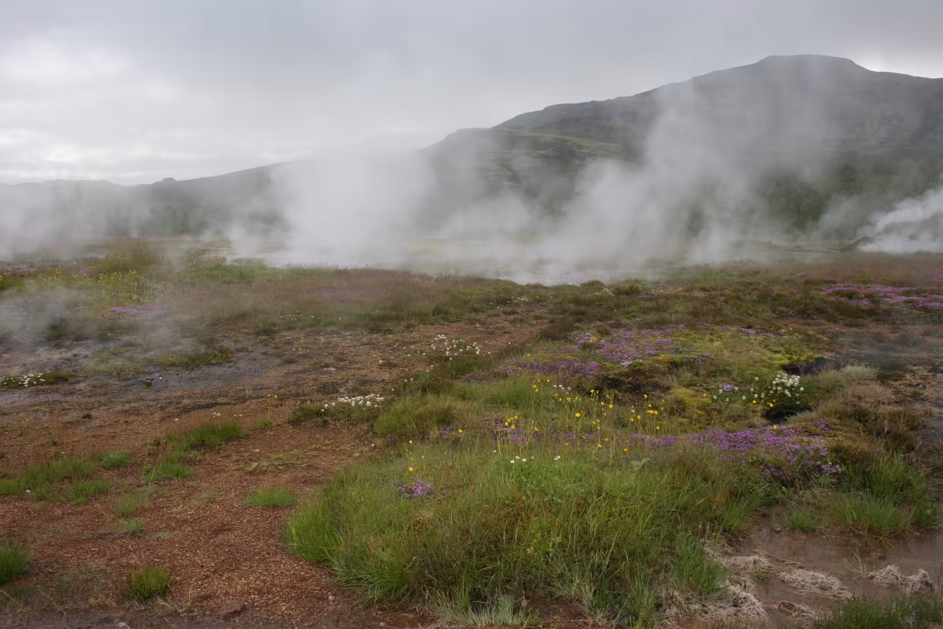 Reykjanes geothermal steam vents with wildflowers and hills on Volcanoes & Cliffs tour from Reykjavik