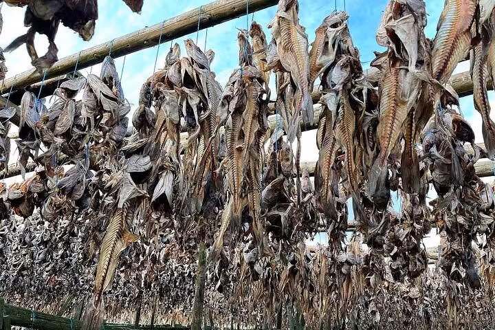 Dried stockfish hanging on wooden racks outdoors on the Reykjanes Peninsula, Iceland