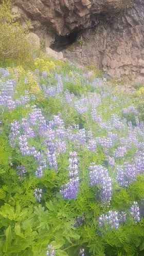 Purple lupine wildflowers blooming on Reykjanes Peninsula hillside near volcanic rock cave