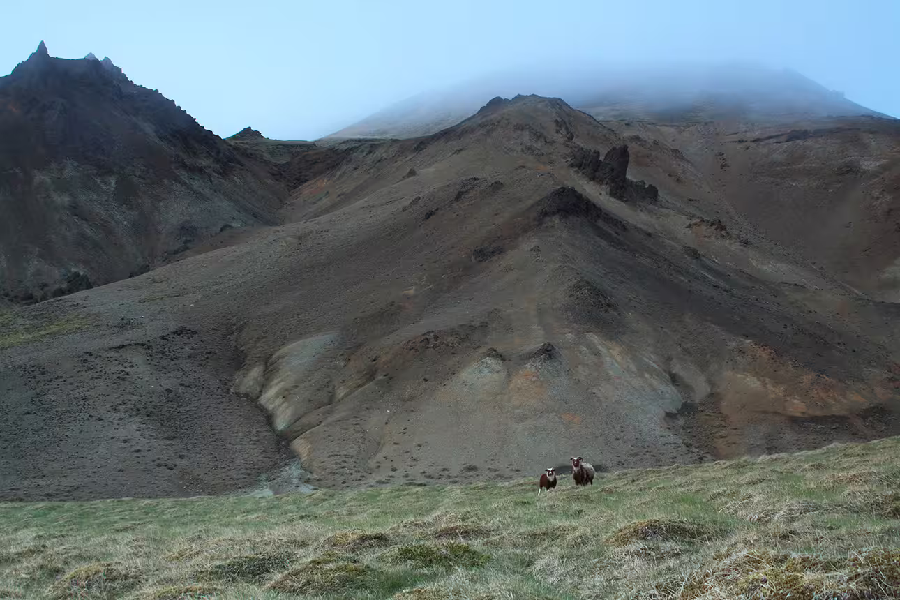 Two sheep grazing on grassy hillside with dramatic volcanic mountains and mist on Reykjanes Peninsula, Iceland