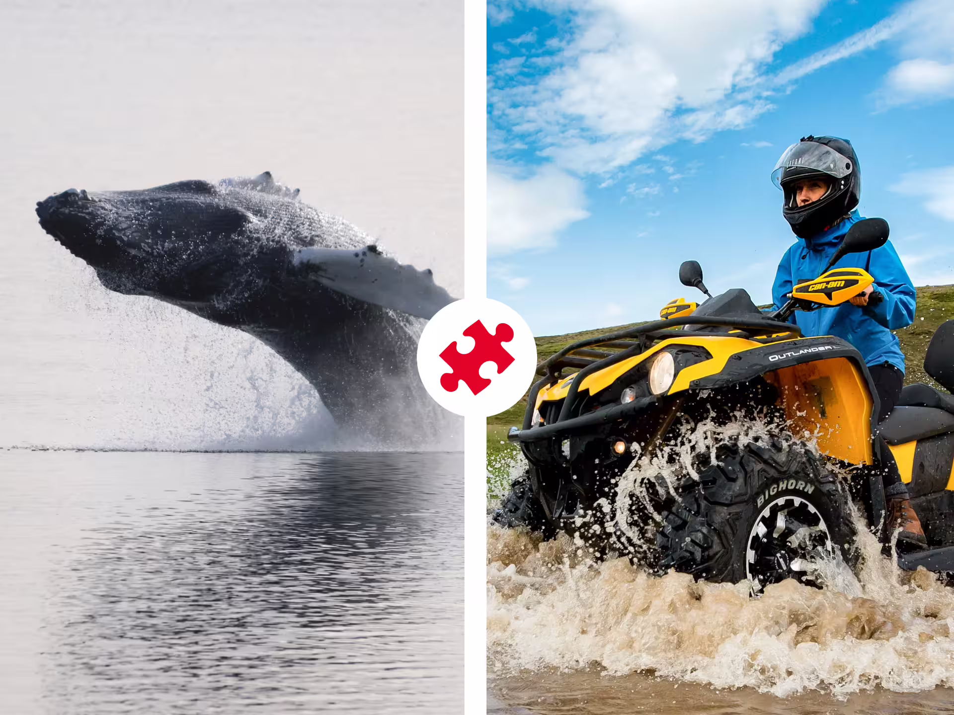 Humpback whale breaching ocean surface beside rider on yellow Can-Am ATV splashing through water in Iceland