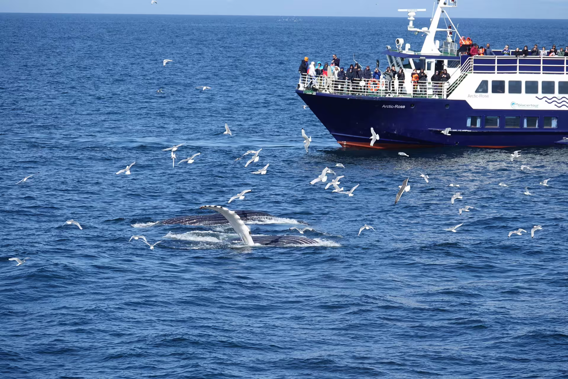 Humpback whales surfacing near Arctic Rose whale watching boat in Reykjavik Bay with seagulls flying overhead