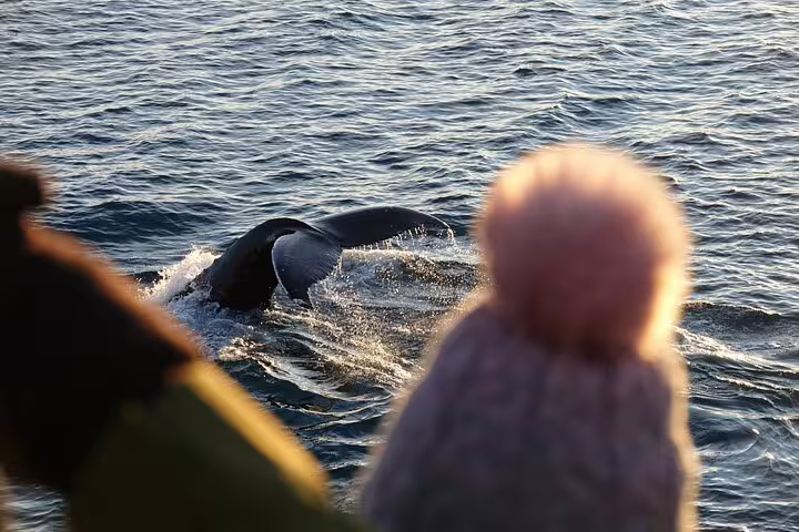 Whale diving near the surface while whale watching tour passengers observe from a boat in Reykjavik Bay