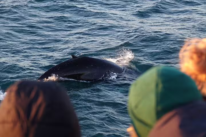 Whale surfacing near boat during Reykjavik Bay whale watching cruise with tourists watching