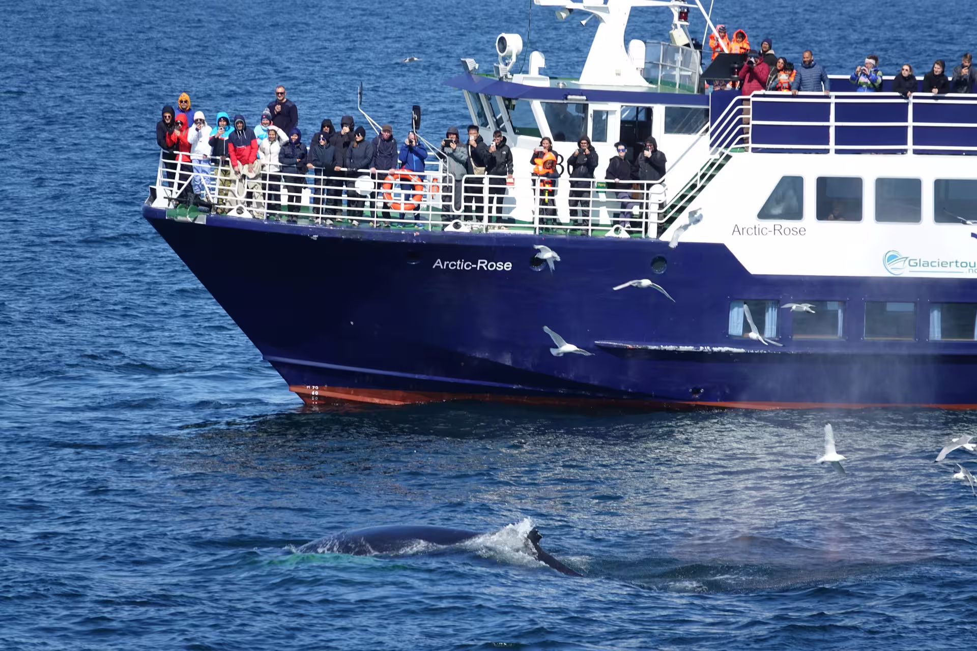 Tourists on Arctic-Rose whale watching boat observe a whale surfacing near Reykjavik Bay