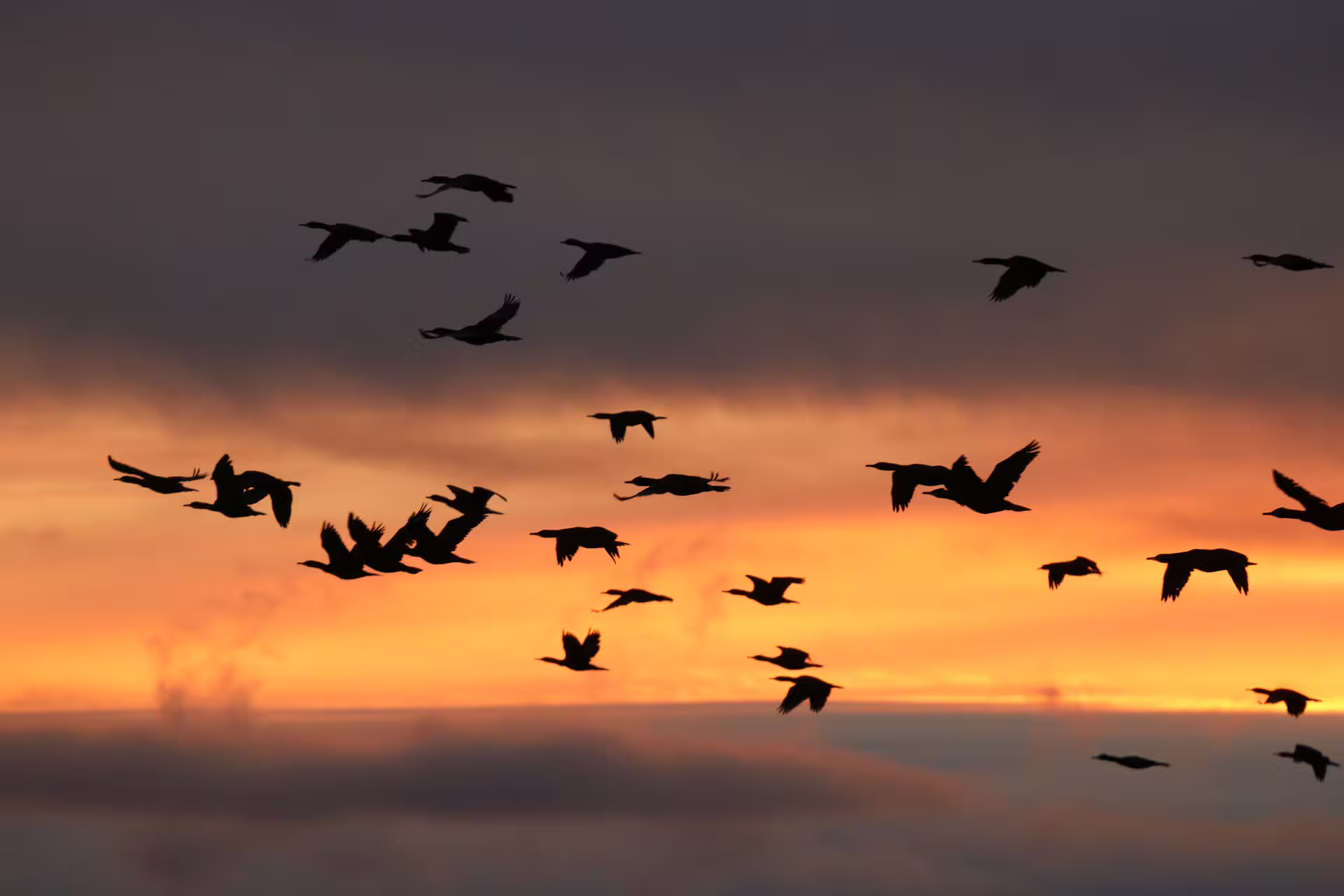 Flock of birds silhouetted against a vivid orange and golden sunset sky over Reykjavik