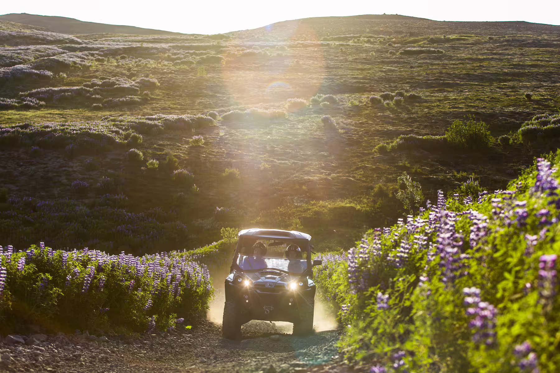 UTV buggy driving through lupine wildflower fields in Iceland's golden hour landscape