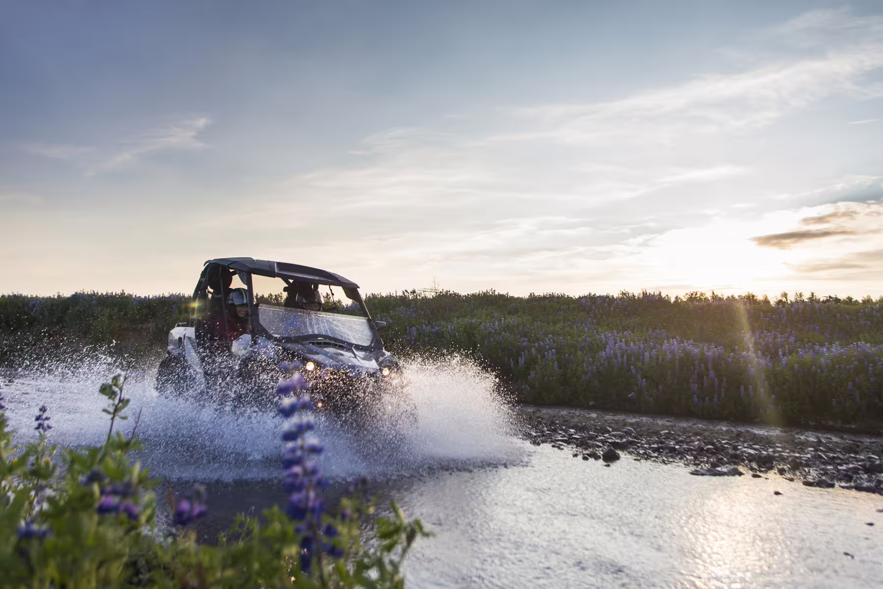 Buggy UTV splashing through a river surrounded by purple lupine flowers in Iceland