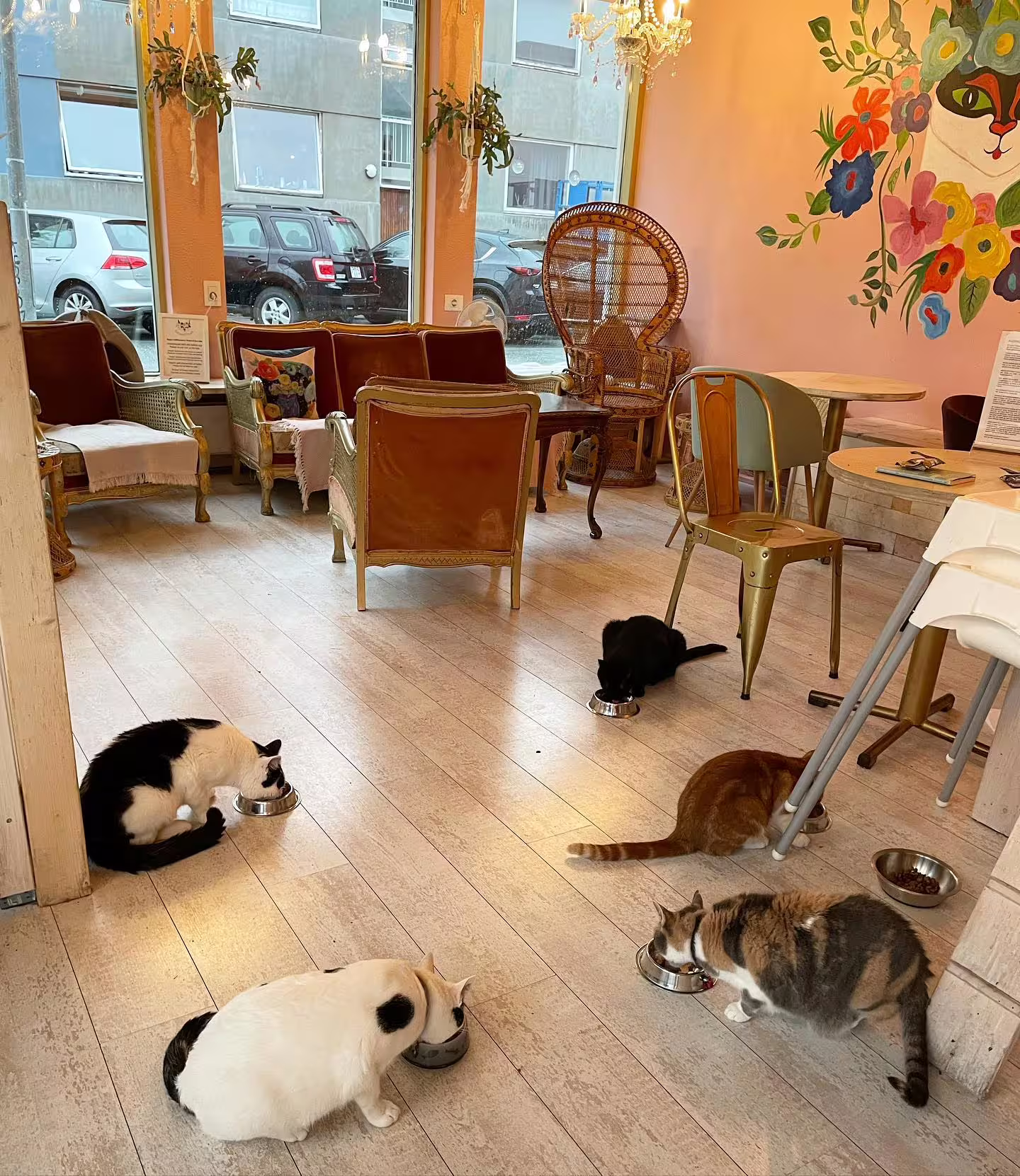 Cats eating from bowls on the floor of a cozy Reykjavik cat café with eclectic vintage furniture