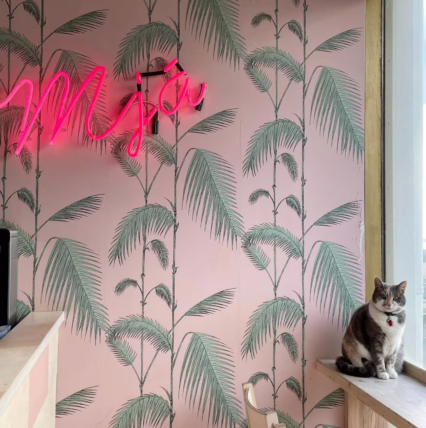 A cat at the Reykjavik Cat Coffee house