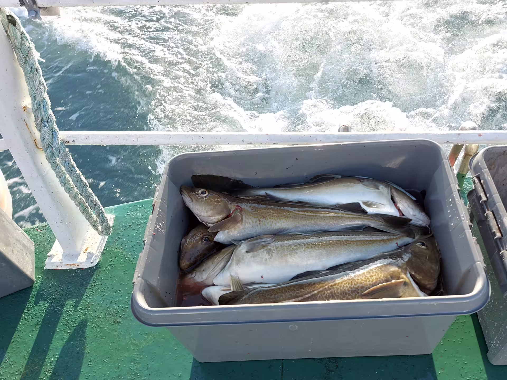 Fresh caught cod fish in a grey bin on a fishing boat deck in Reykjavik with ocean wake behind